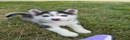 Pomsky dogs for sale: Doc - Ad 9