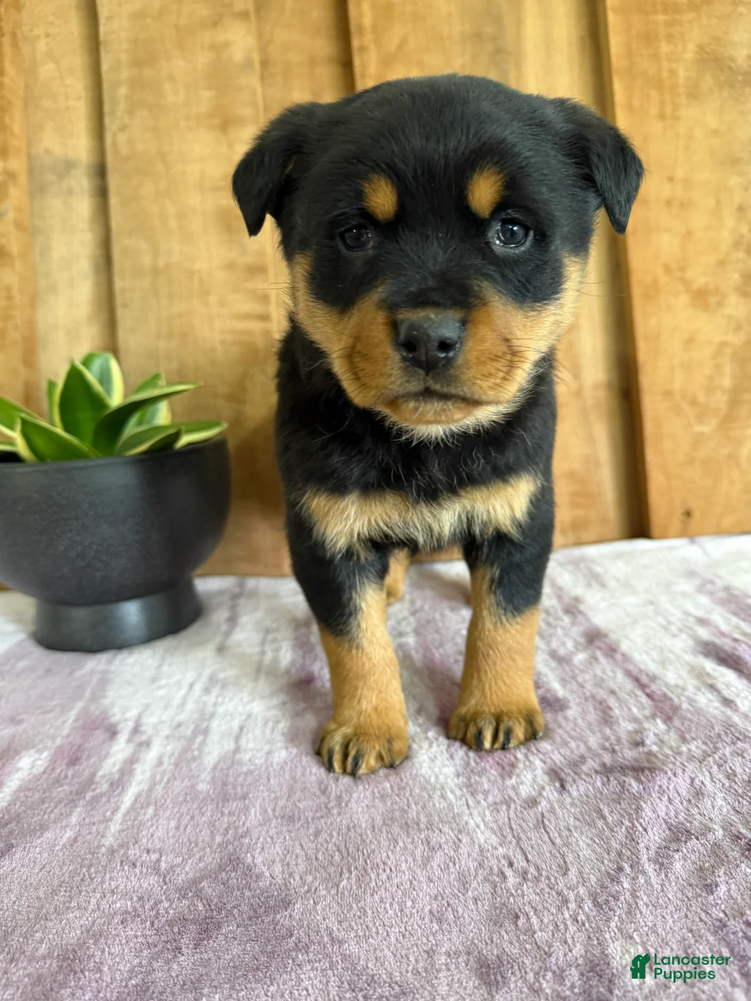 Rottweiler dogs for sale: Lucy - Ad 6