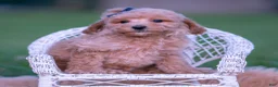 Toy Poodle dogs for sale: Frankie AKC - Ad 2