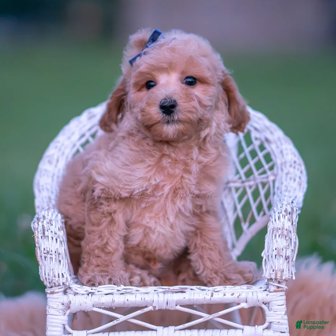 Toy Poodle dogs for sale: Frankie AKC - Ad 2