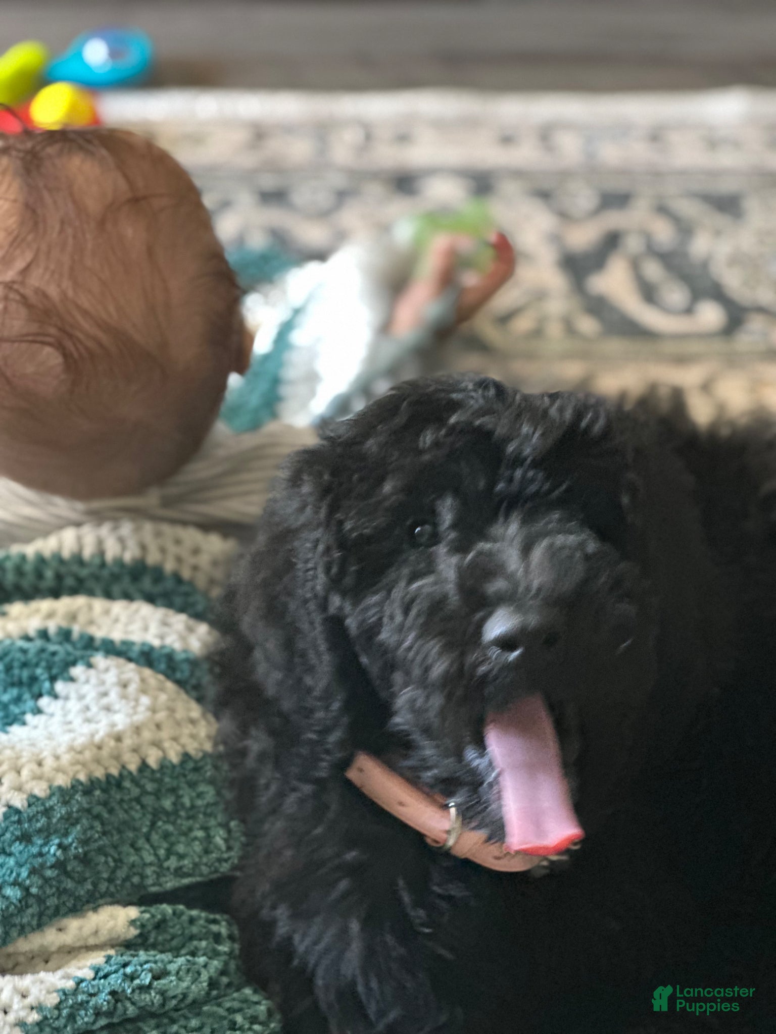 Standard Poodle dogs Standard Poodle Puppy 2 - Ad 39