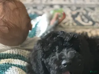 Standard Poodle dogs Standard Poodle Puppy 2 - Ad 40