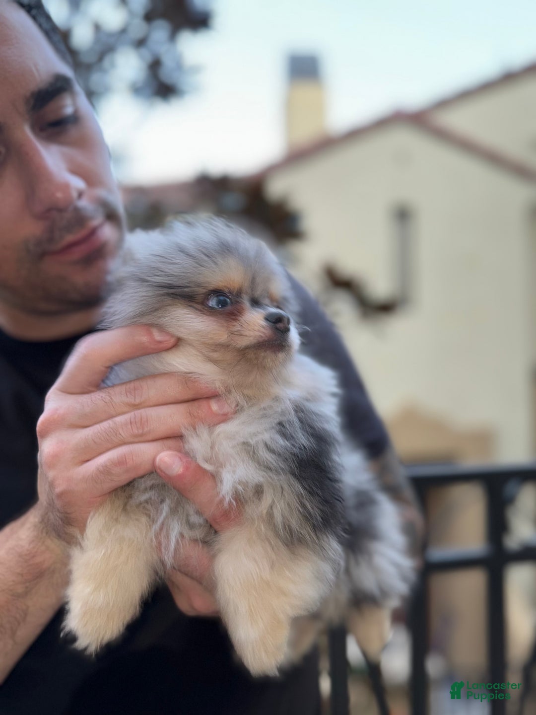 Pomeranian dogs for sale: Lou Lou  - Ad 4