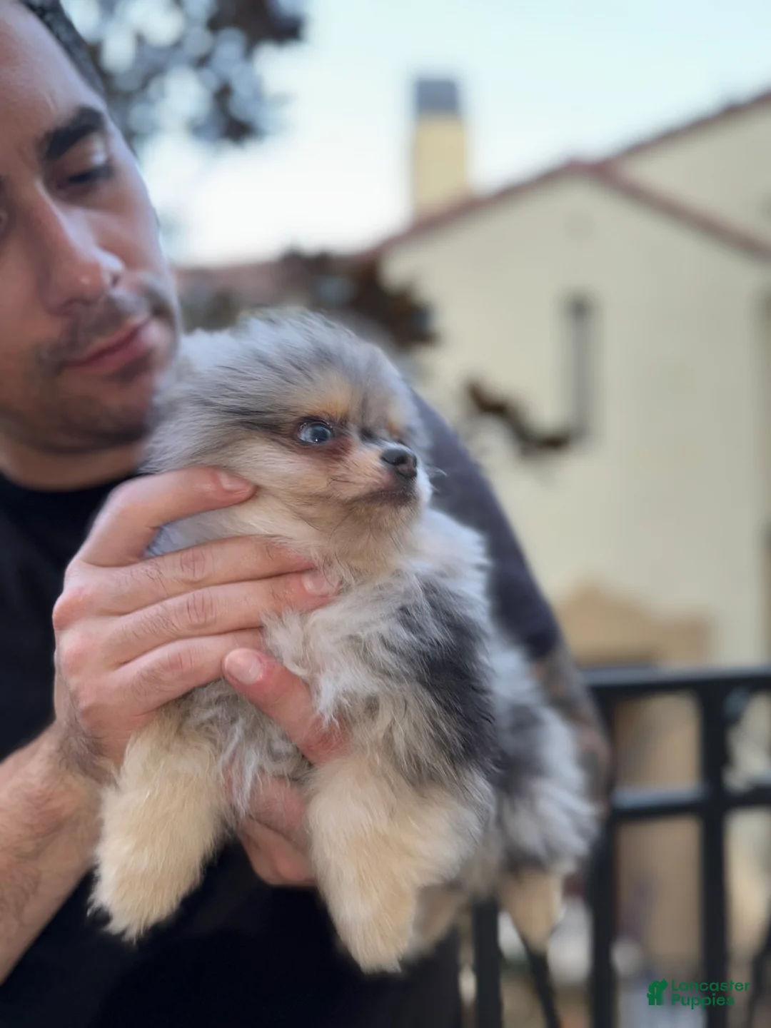 Pomeranian dogs for sale: Lou Lou  - Ad 4