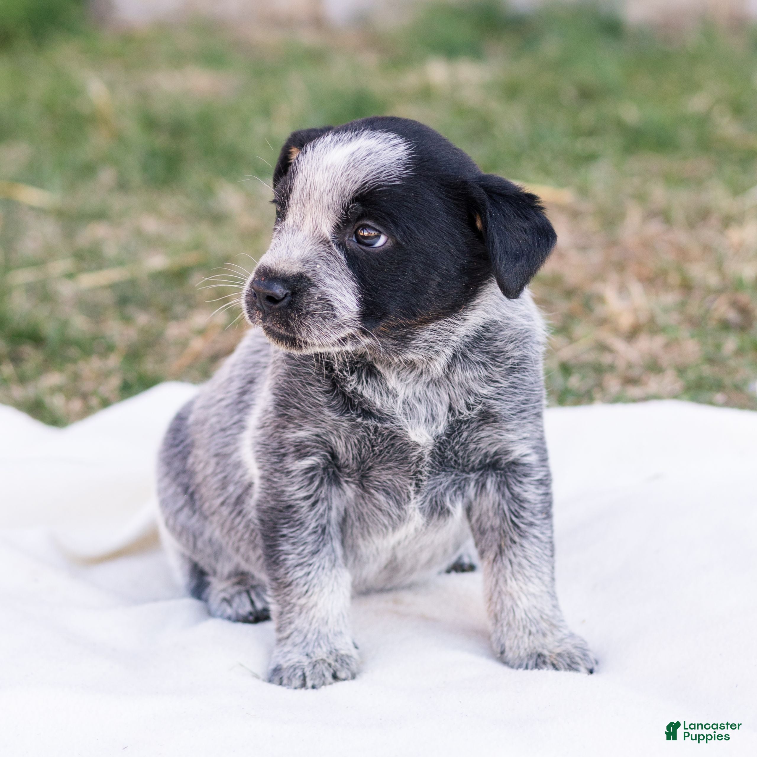 Mixed Breed dogs Hank  - Ad 2