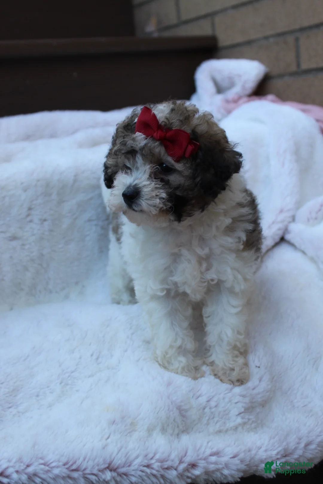 Miniature Poodle dogs for sale: Daisy - Ad 7
