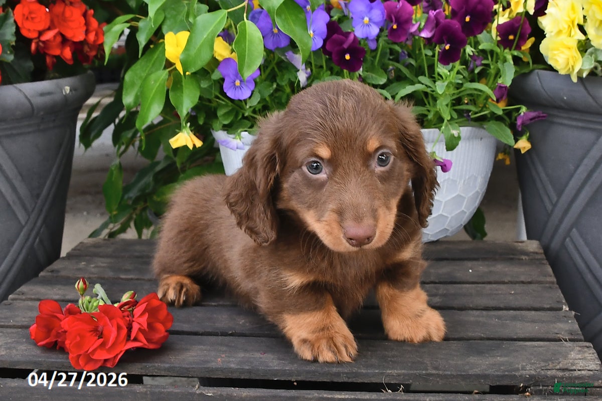 Dachshund dogs Smokey - Ad 2