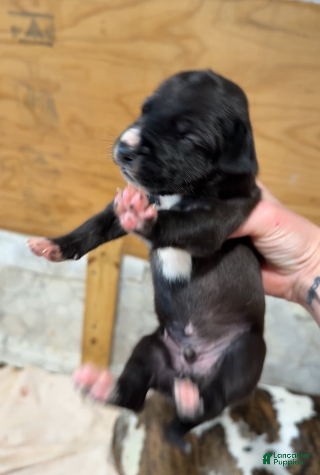 Great Dane dogs for sale: Male pup - Ad 3