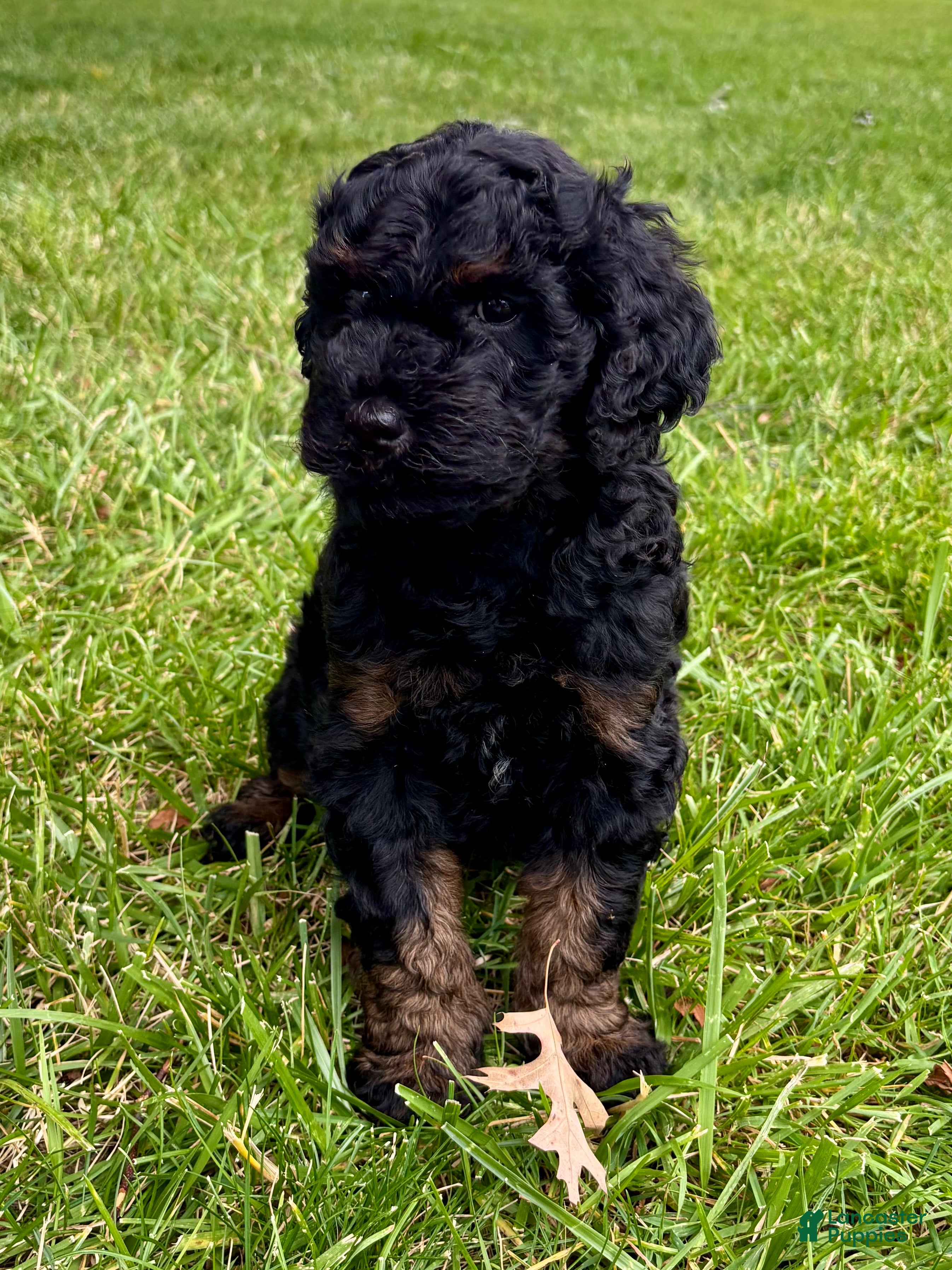 Double Doodle dogs Sadie - Ad 21