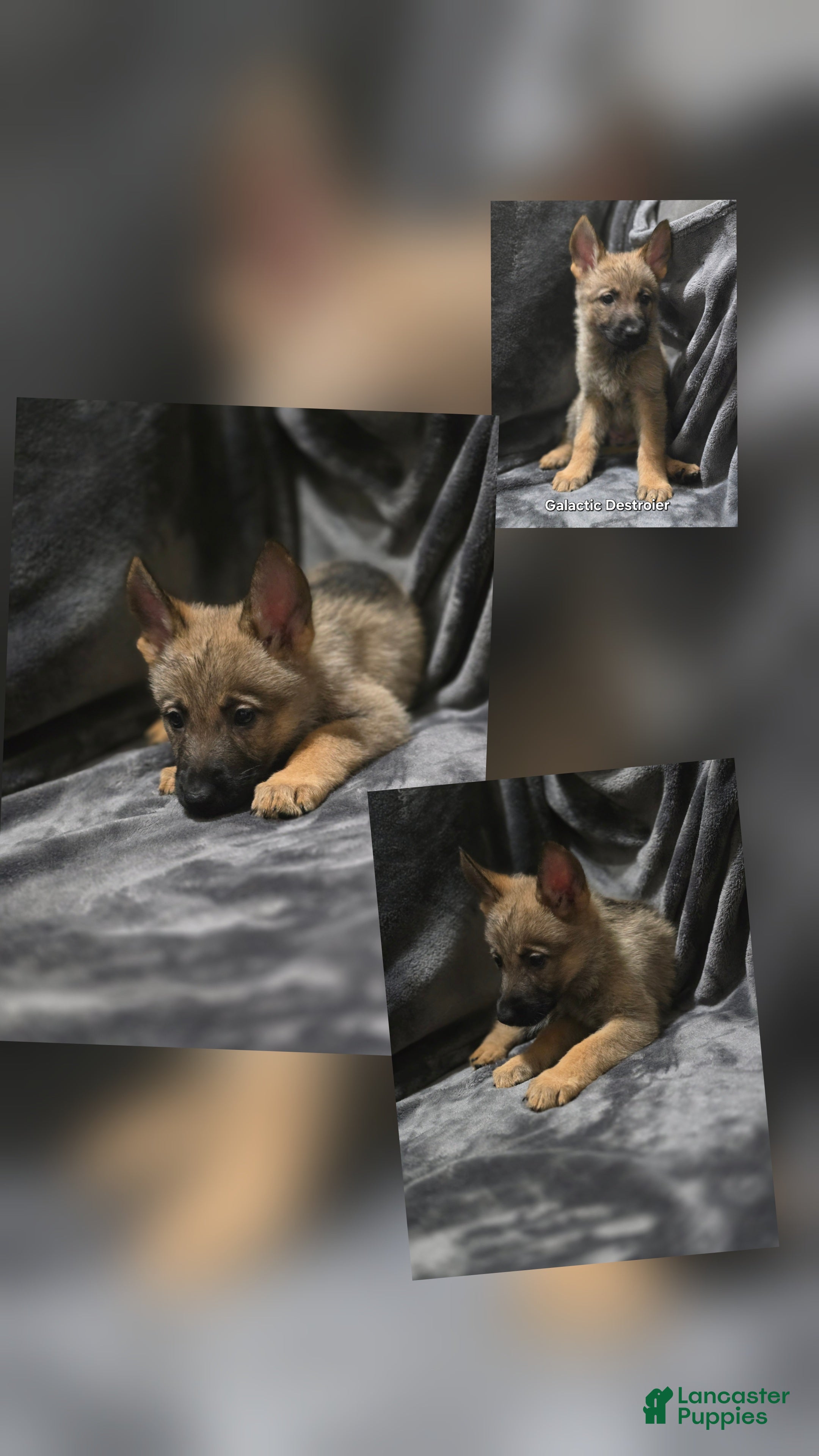 German Shepherd dogs Galactic Destroier - Ad 16