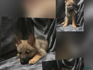 German Shepherd dogs Galactic Destroier - Ad 20