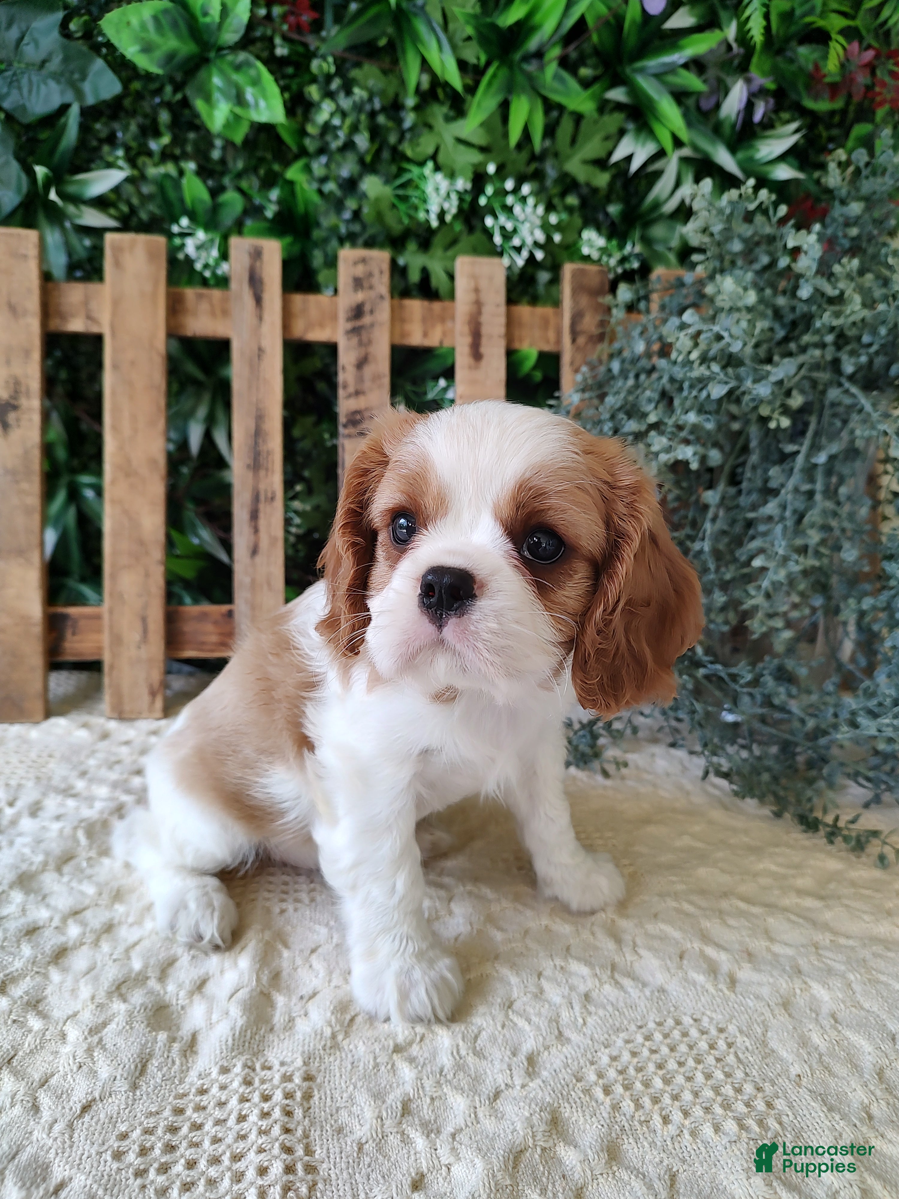 Cavalier King Charles Spaniel dogs Lance - Ad 1