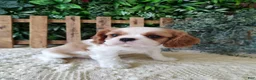 Cavalier King Charles Spaniel dogs for sale: Lance - Ad 9
