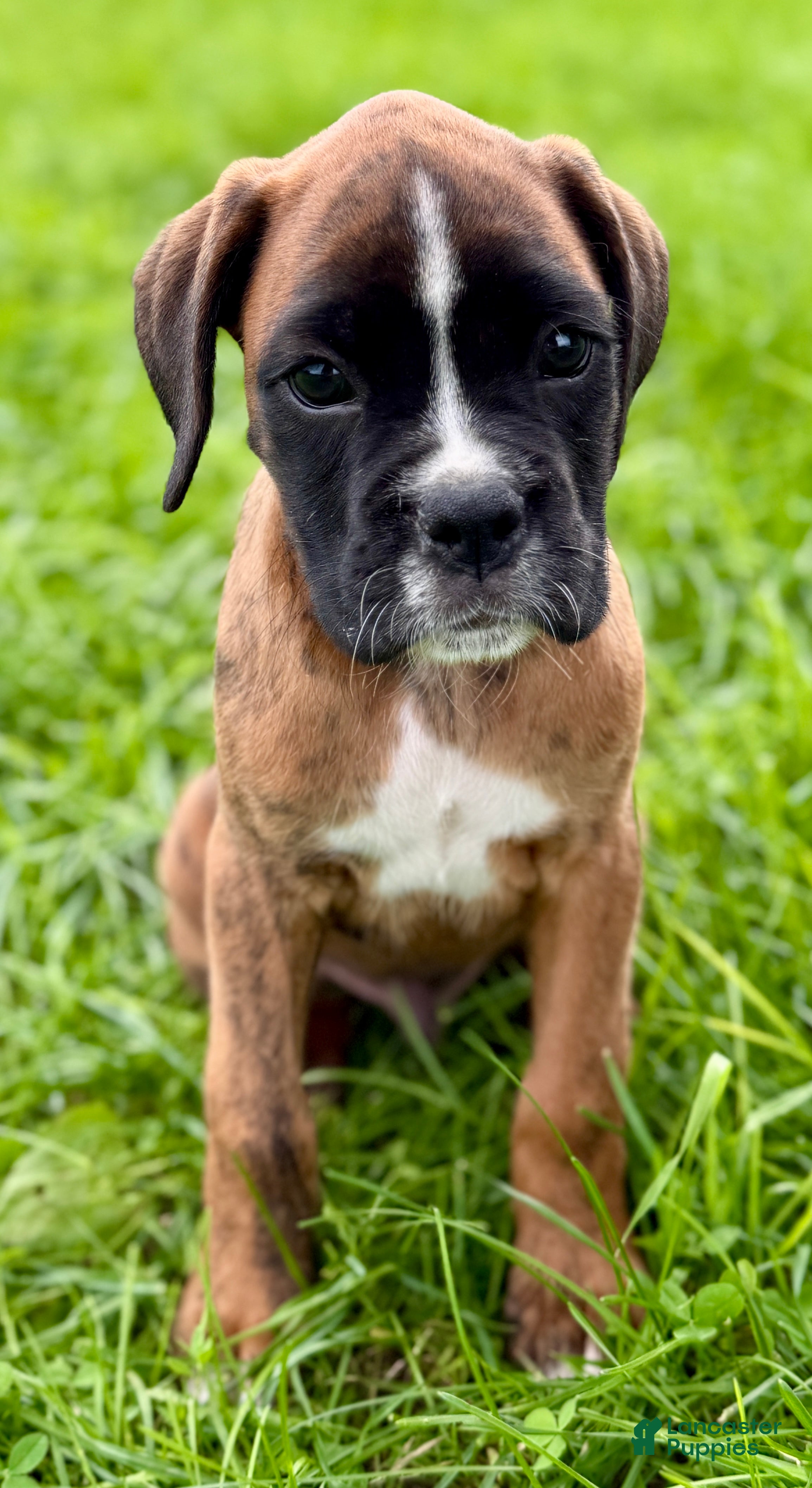 Boxer dogs Winchester-AKC - Ad 1