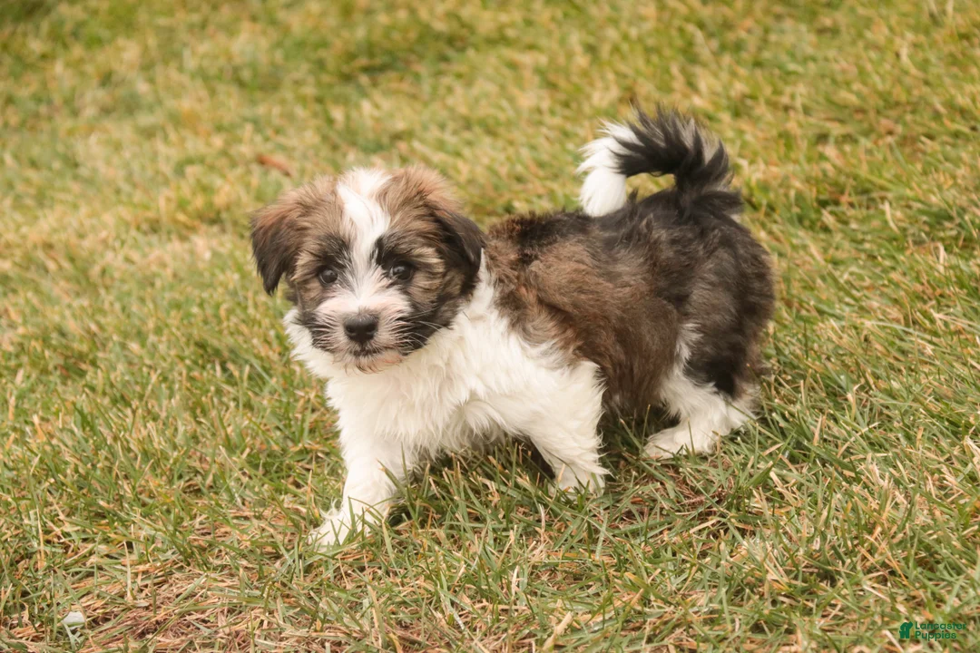 Havanese dogs for sale: Ranger - Ad 8