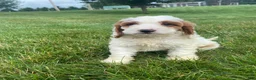 Cockapoo dogs for sale: Chase - Ad 4