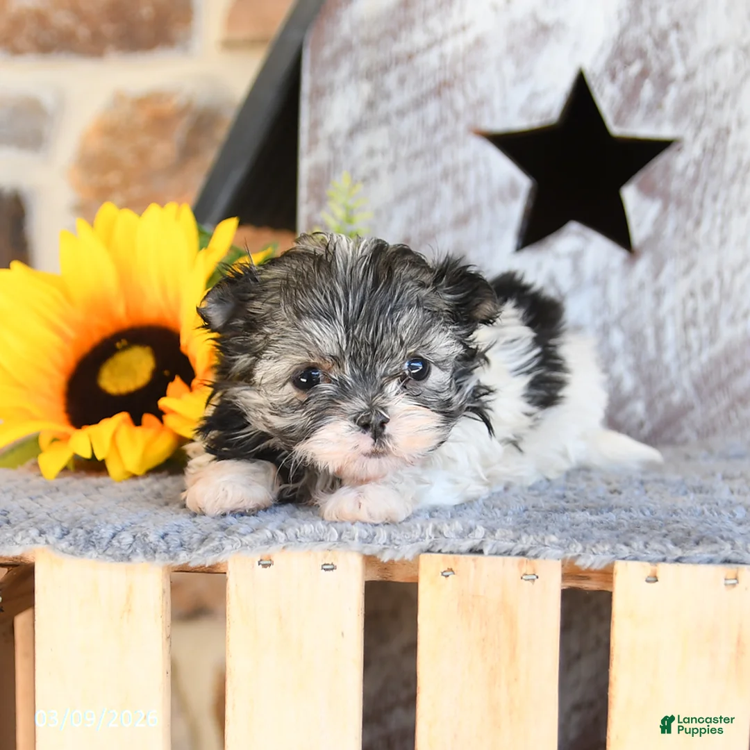 Maltipom dogs for sale: Minnie - Ad 1