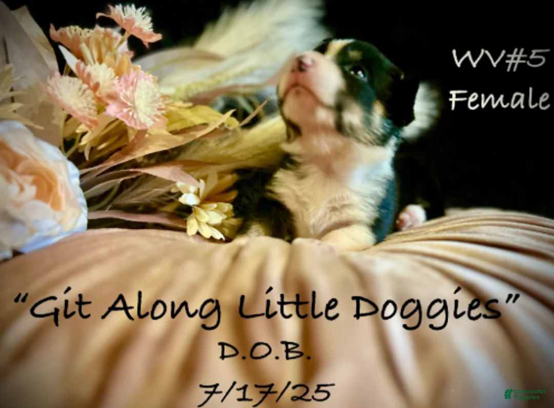 Welsh Corgi Pembroke dogs for sale: WV#4 - Ad 5