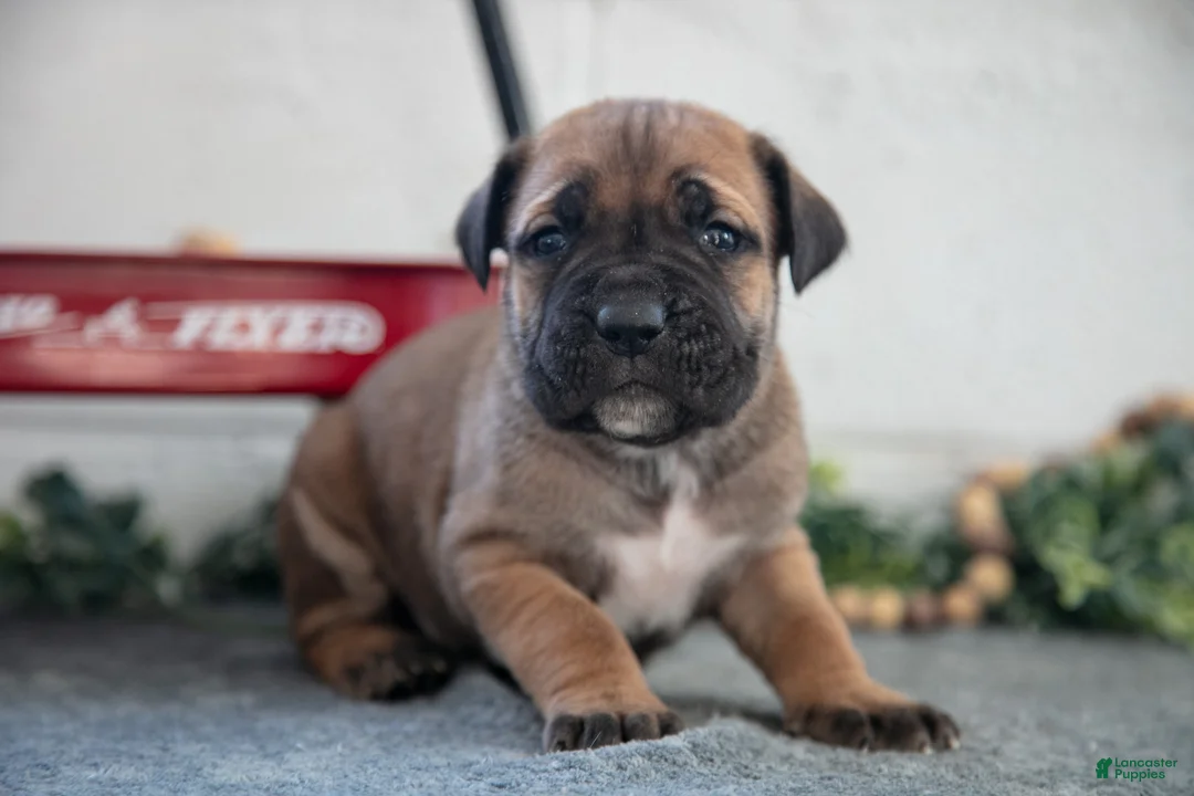 Cane Corso dogs for sale: Stu - Ad 2