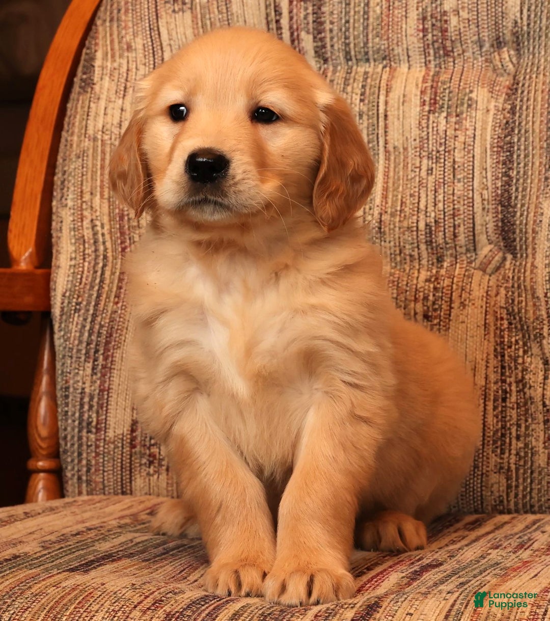 Golden Retriever dogs for sale: Ginger - Ad 9