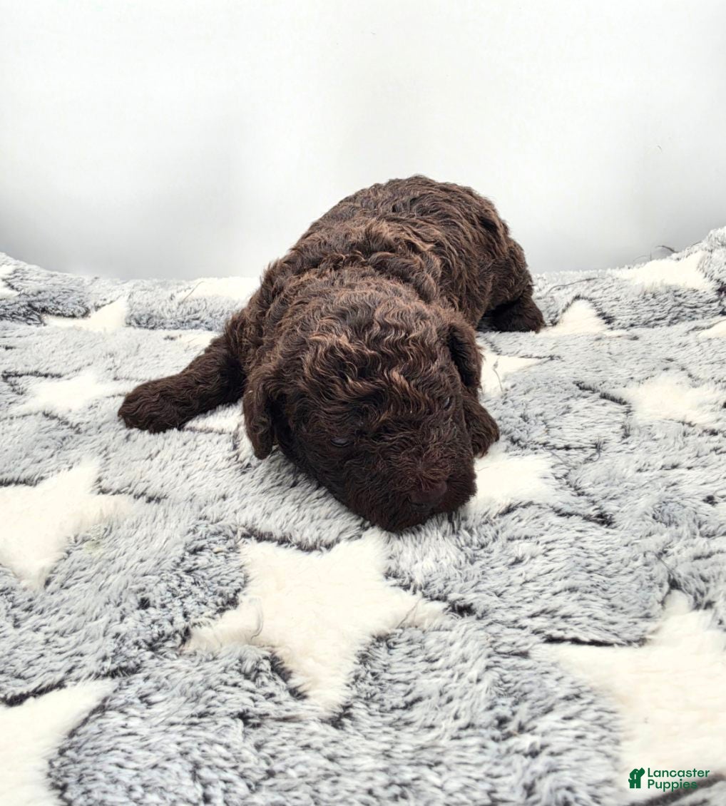 Miniature Poodle dogs for sale: Pudding - Ad 2