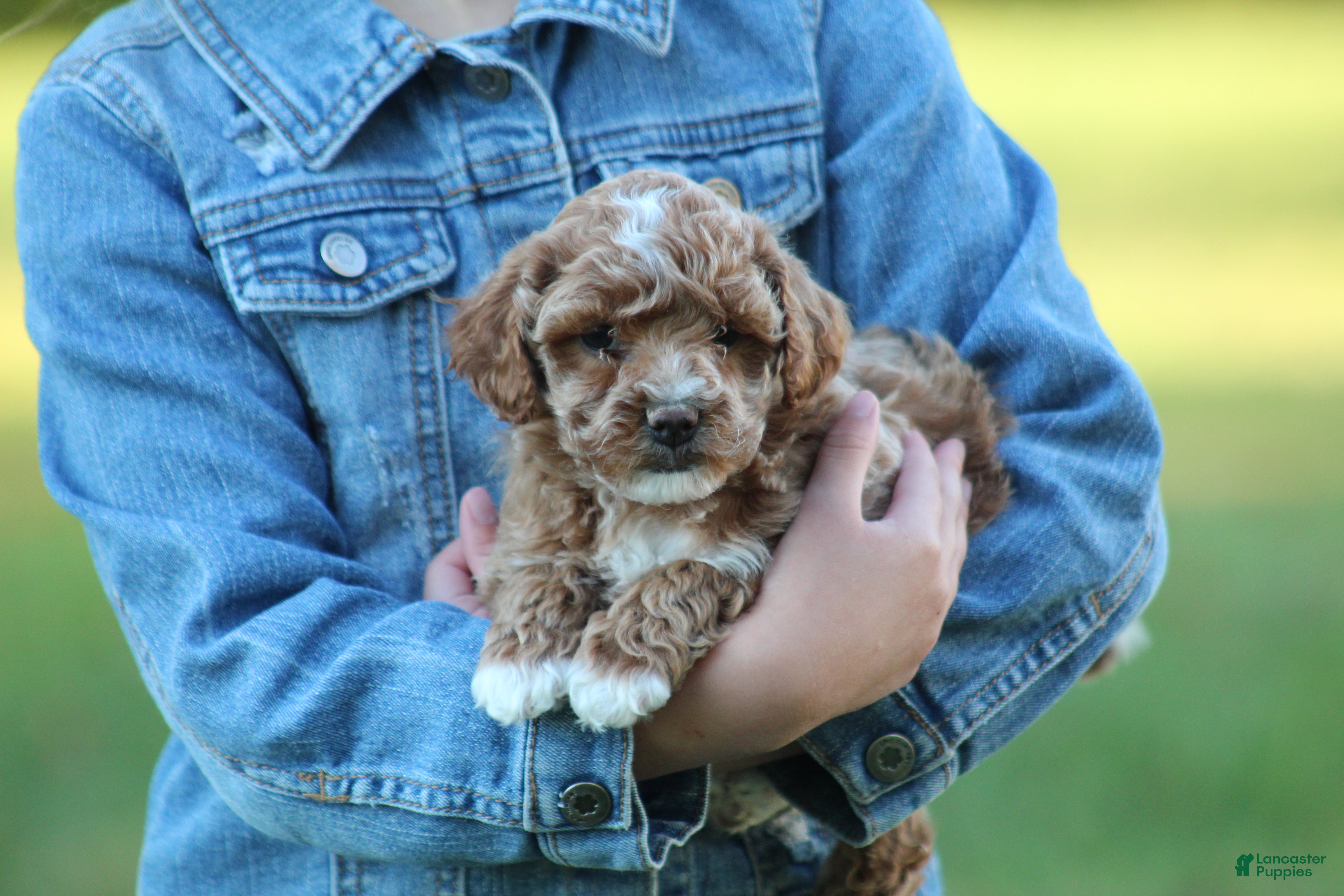Bichpoo dogs for sale: Bailey - Ad 2