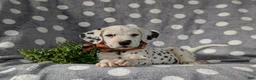 Dalmatian dogs for sale: Kagan - Ad 6