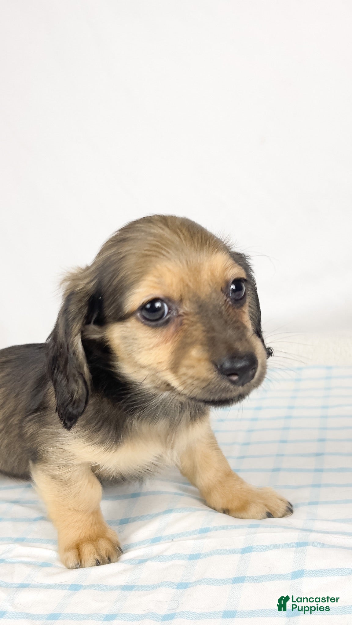 Miniature Dachshund dogs Slice - Ad 20