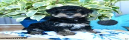 Yorkiepoo dogs for sale: Cricket - Ad 1