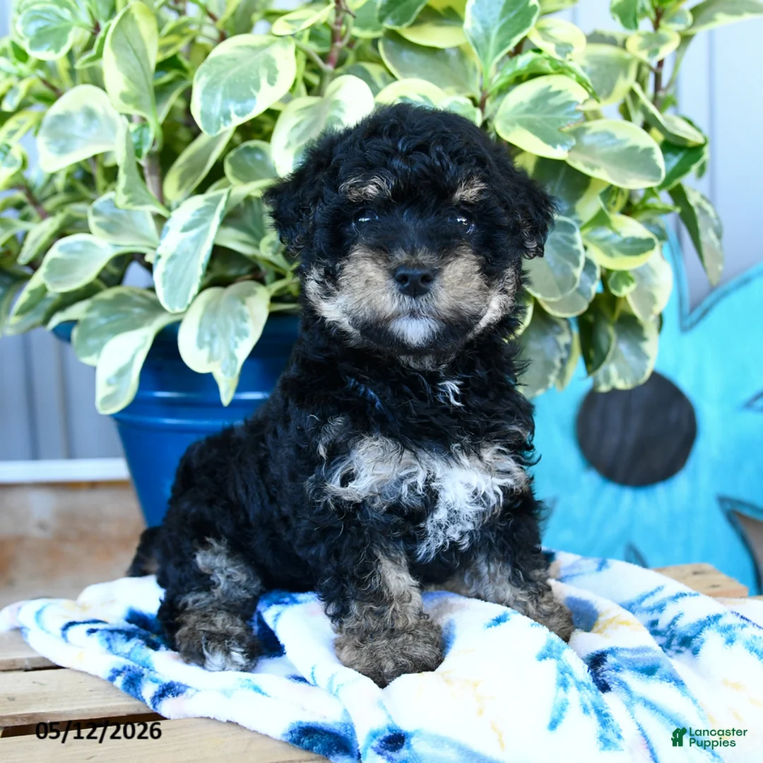 Yorkiepoo dogs for sale: Cricket - Ad 1
