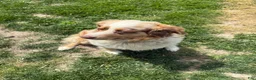 Mixed Breed dogs for sale: Mixed Breed Puppy 3 - Ad 2