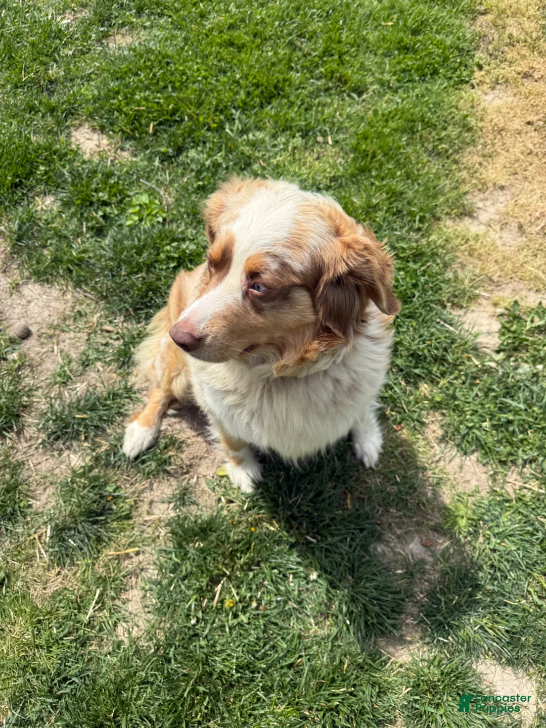 Mixed Breed dogs for sale: Mixed Breed Puppy 3 - Ad 2
