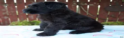 Giant Schnauzer dogs for sale: Lorraine - Ad 4