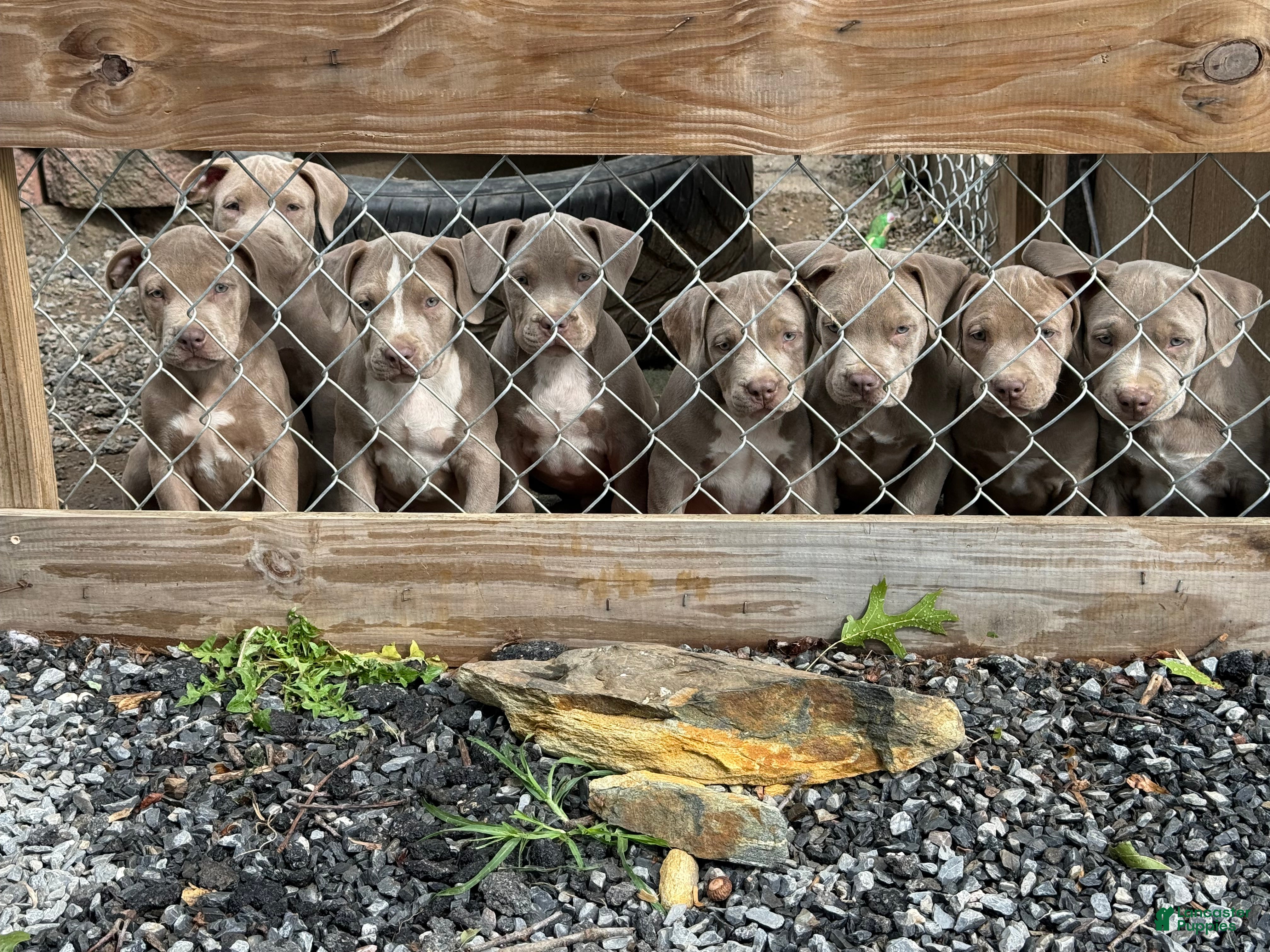 American Bully dogs American Bully 5 - Ad 41
