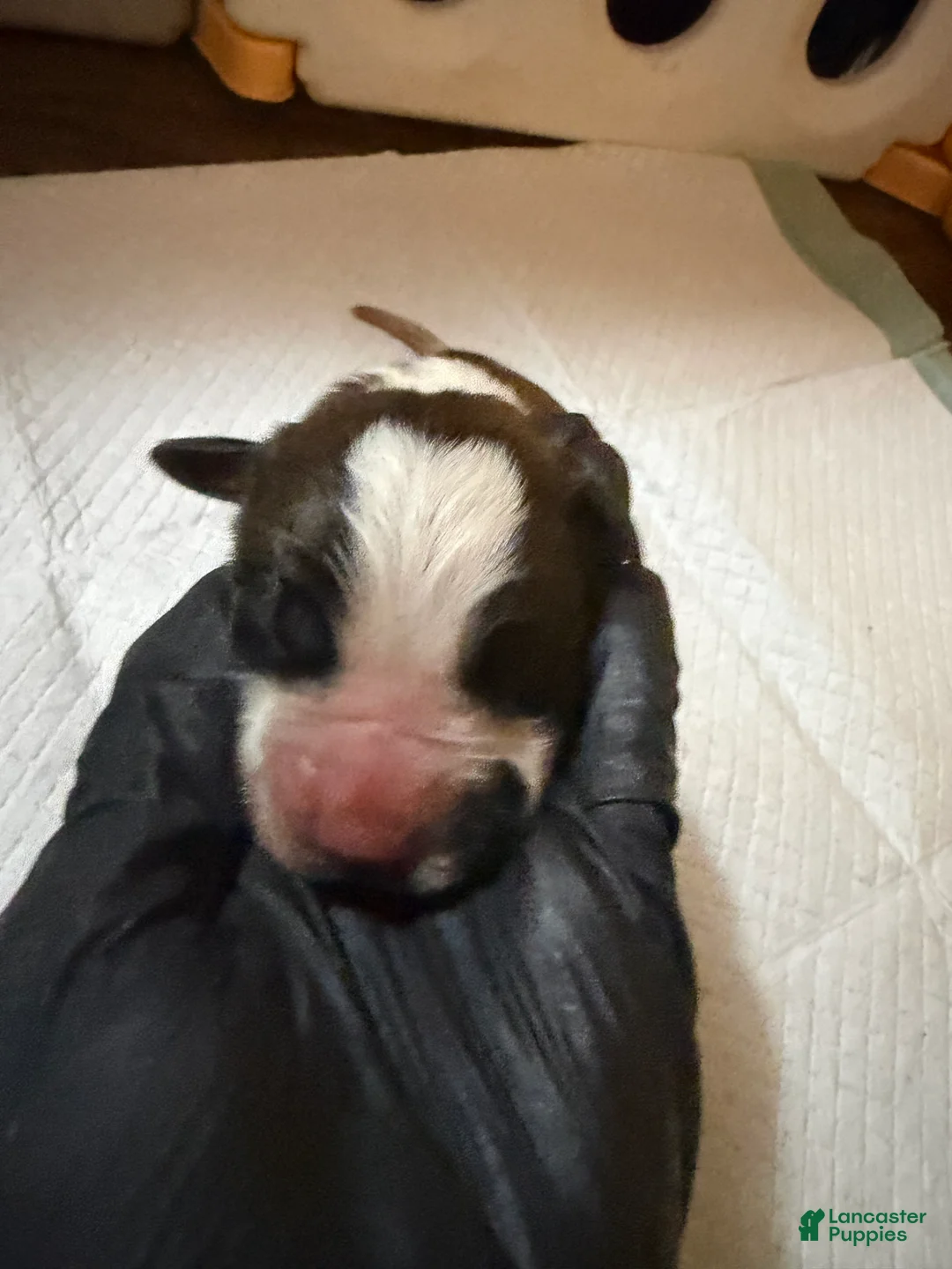 Saint Bernard dogs for sale: Girl 5 - Ad 2