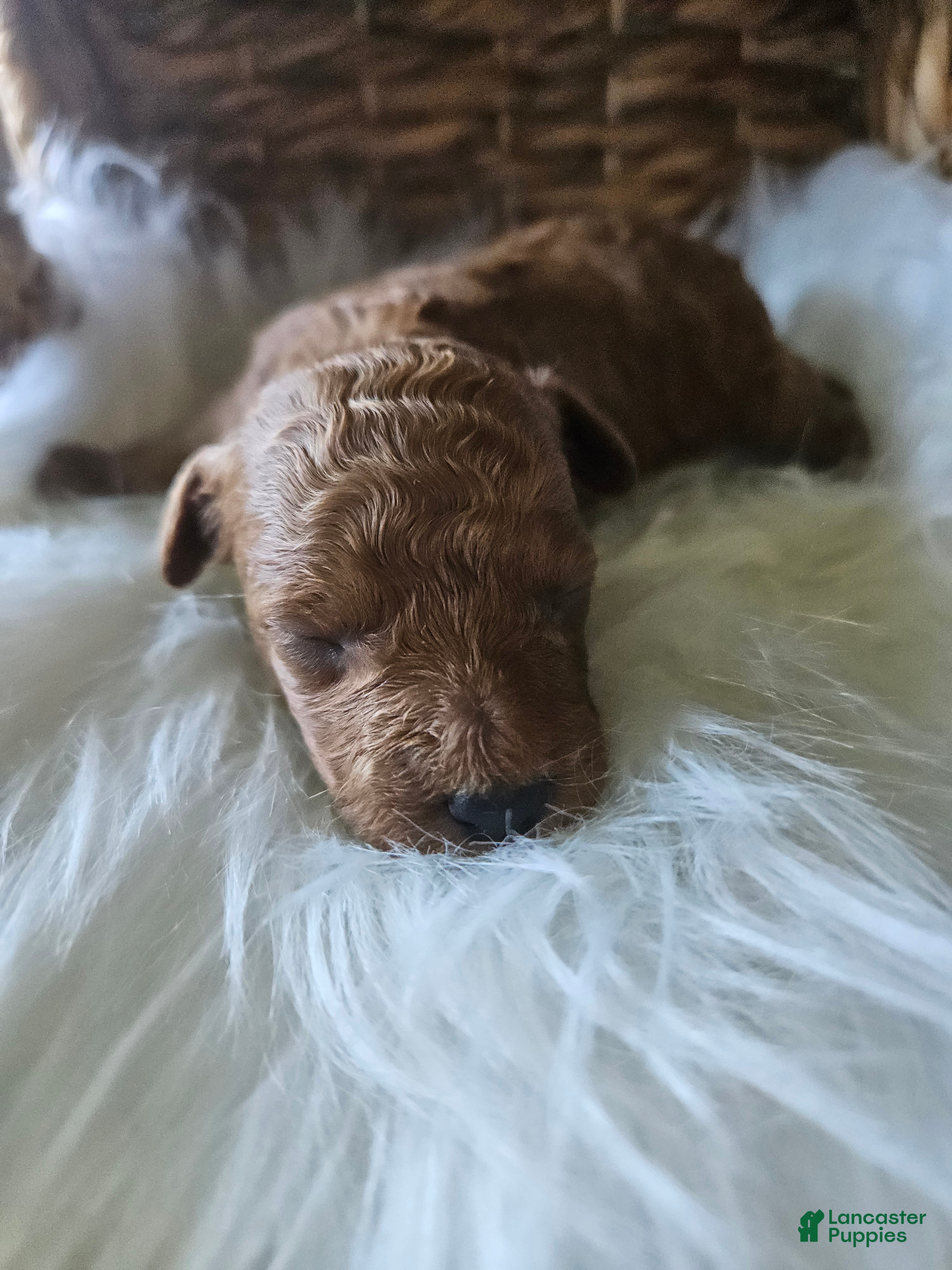 Cavapoo dogs Griff - Ad 20