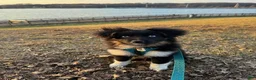 Mini Aussiedoodle dogs for sale: Mini Aussiedoodle 1 - Ad 4