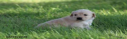 Golden Retriever dogs for sale: Hunter - Ad 5