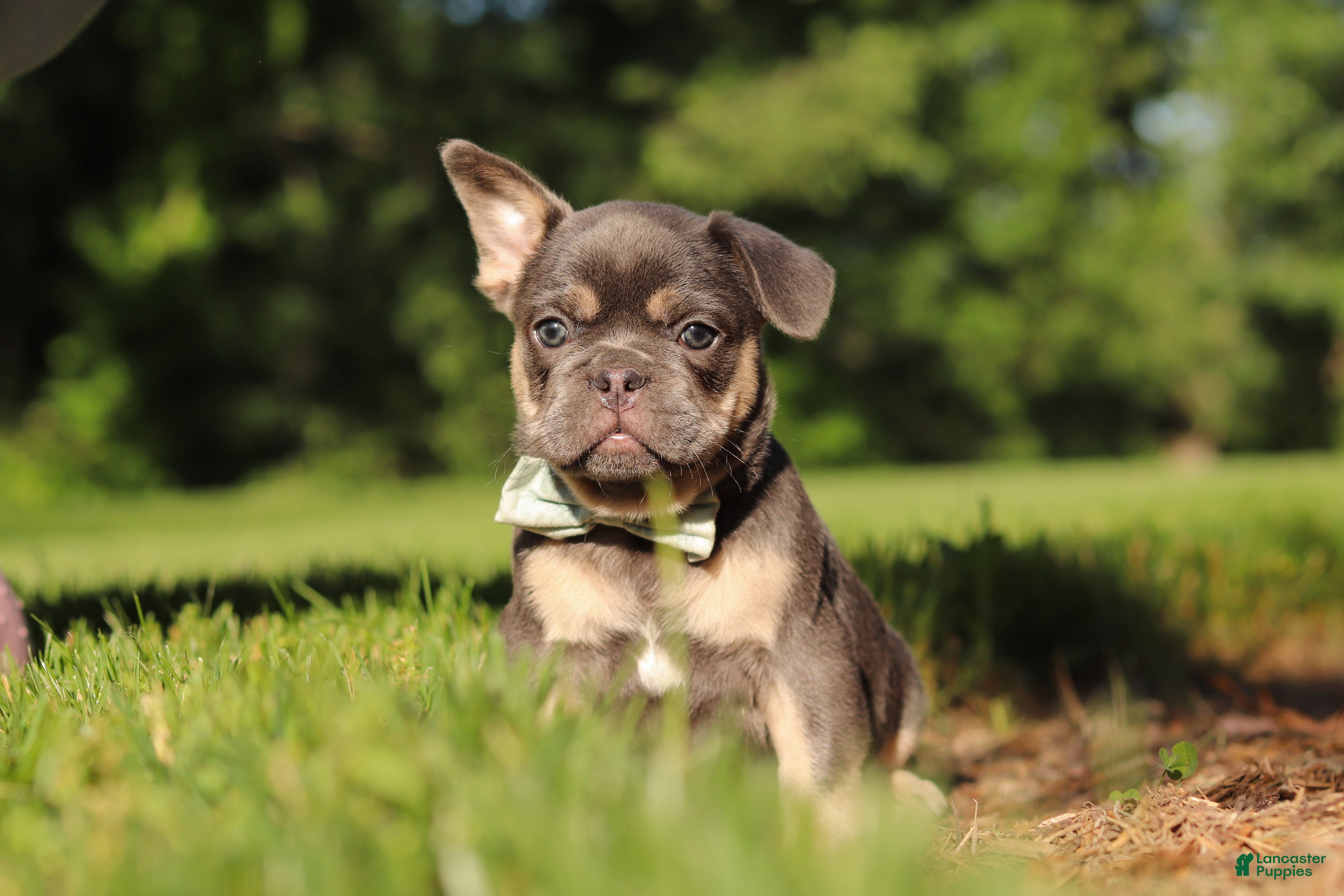 French Bulldog dogs for sale: Mason - Ad 6