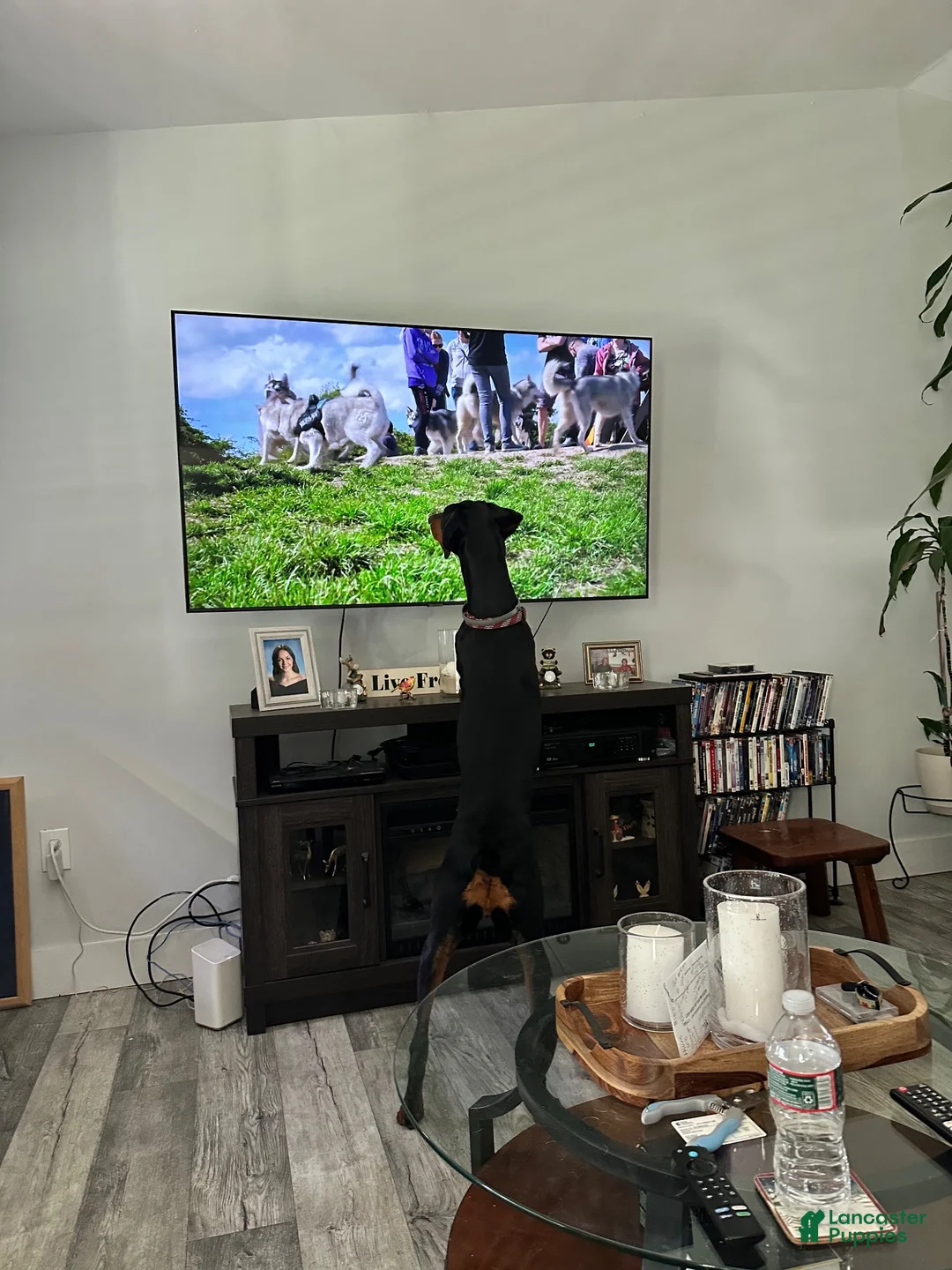 Doberman Pinscher dogs for sale: Stella - Ad 3