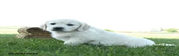 Golden Retriever dogs for sale: Lily - Ad 1