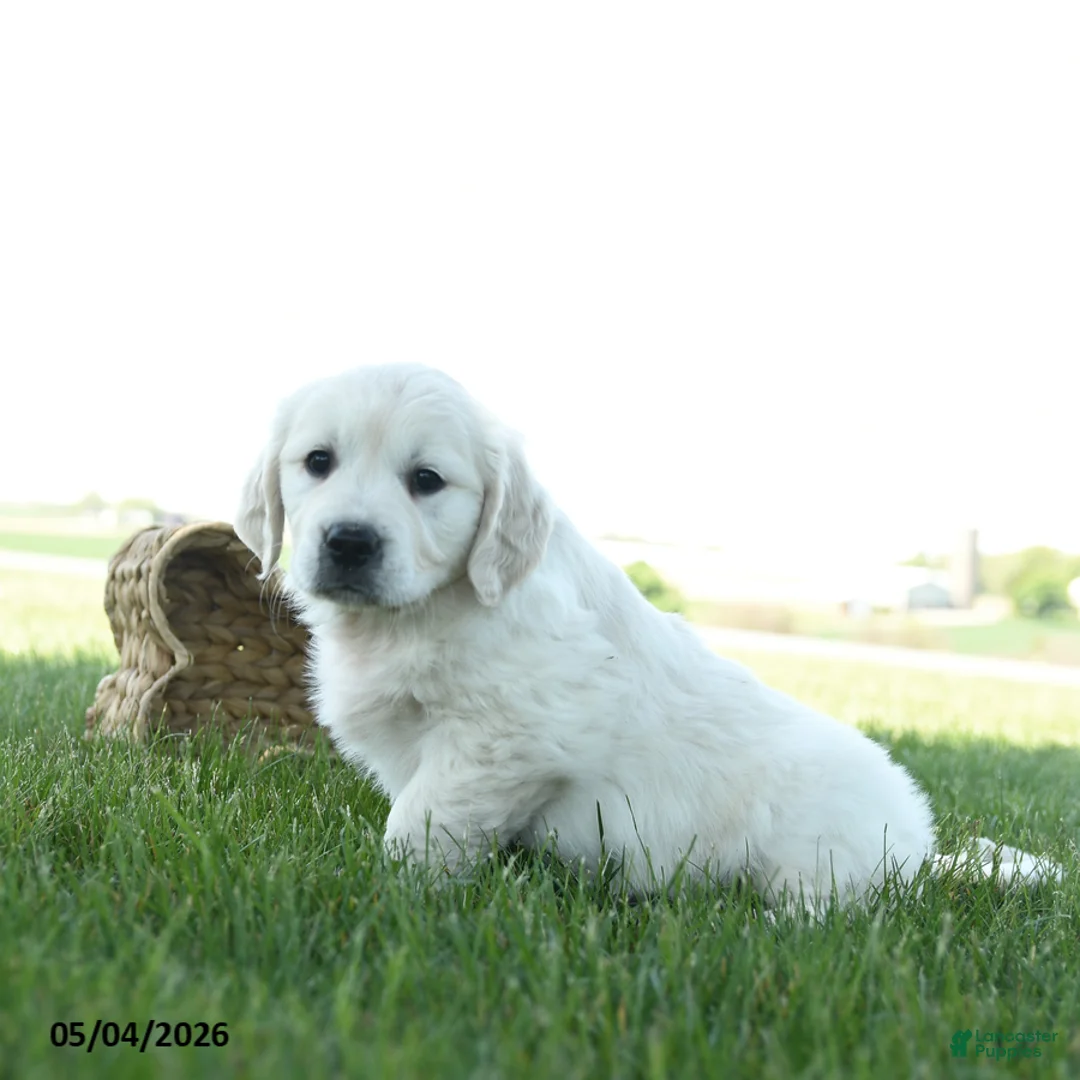 Golden Retriever dogs for sale: Lily - Ad 1