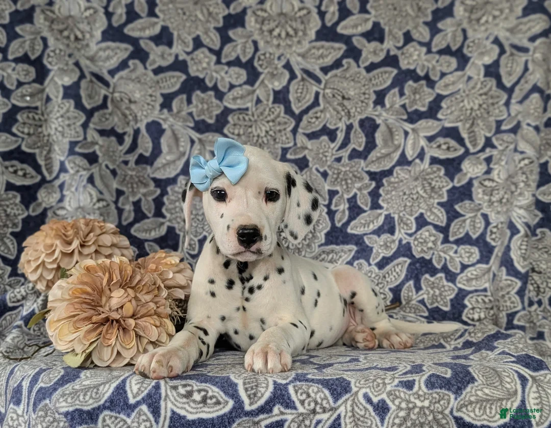 Dalmatian dogs for sale: Kylee - Ad 6