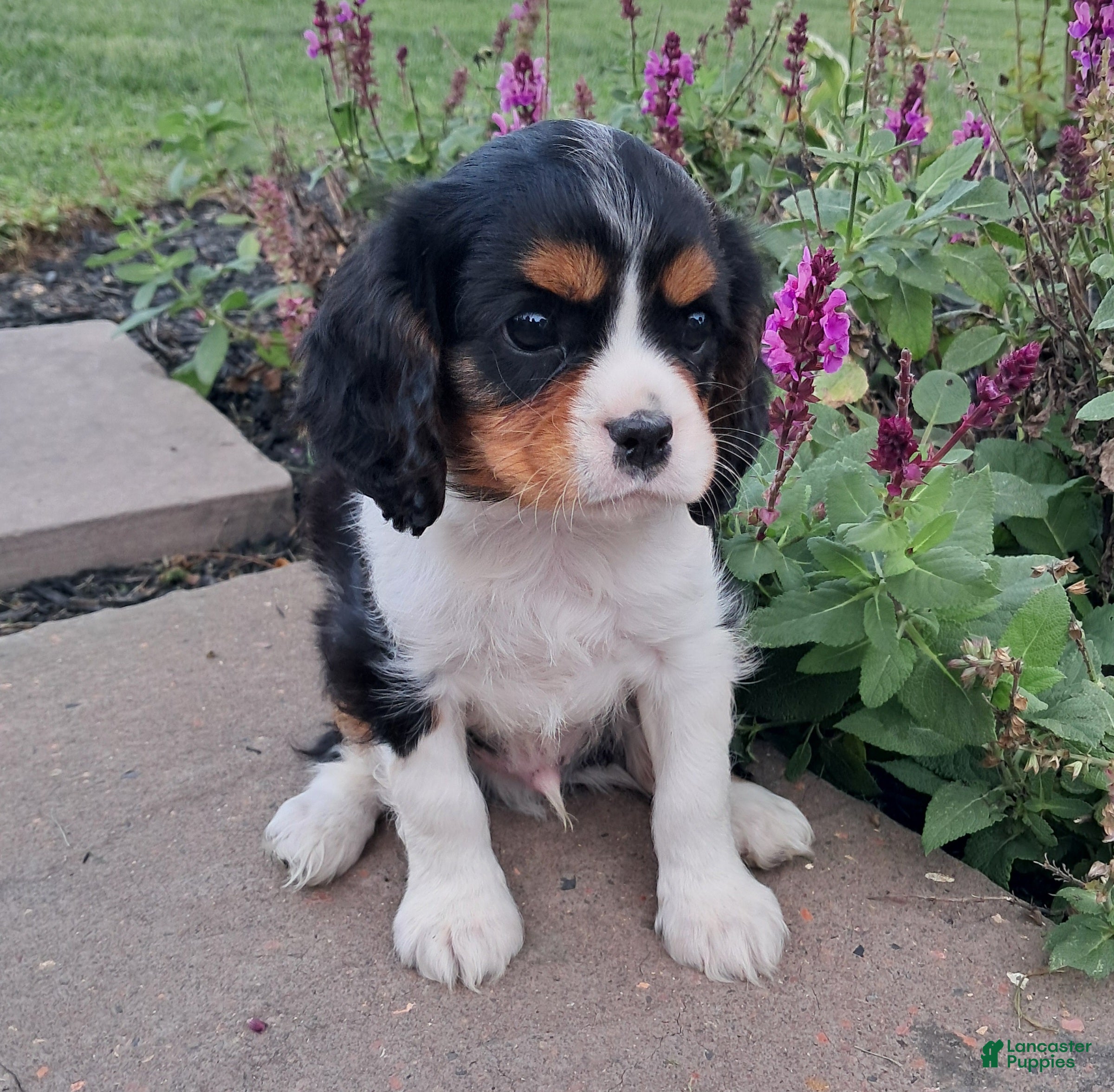 Cavalier King Charles Spaniel dogs JACK - Ad 2