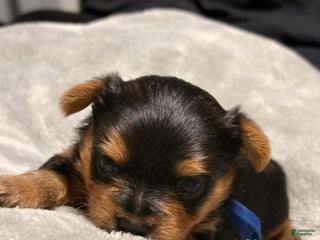 Yorkshire Terrier dogs Tiny Julio - Ad 31