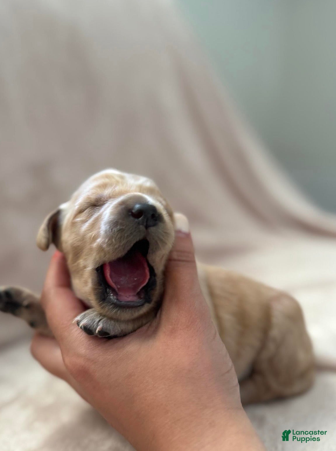 Golden Retriever dogs Hot pink-female  - Ad 2