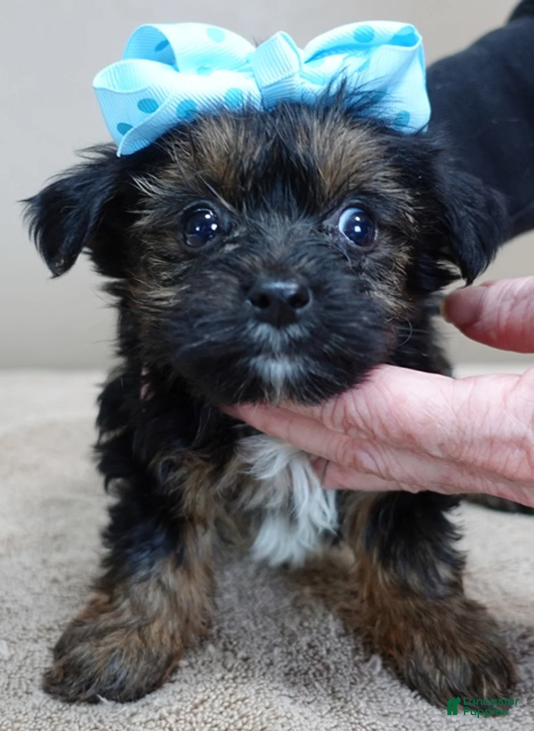 Yorkshire Terrier dogs for sale: Taj  - Ad 3