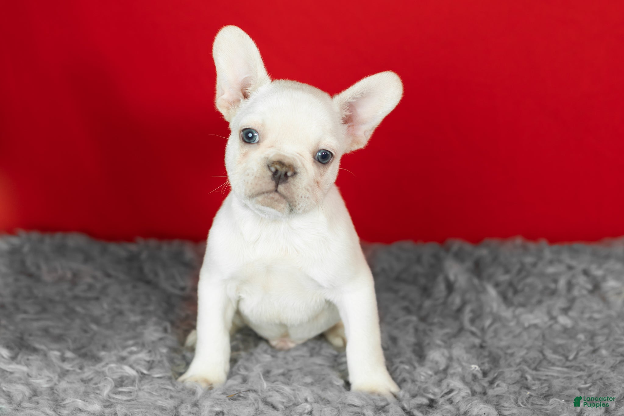 French Bulldog dogs Davey - Ad 17