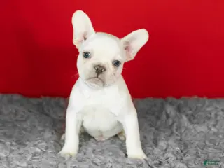 French Bulldog dogs Davey - Ad 17