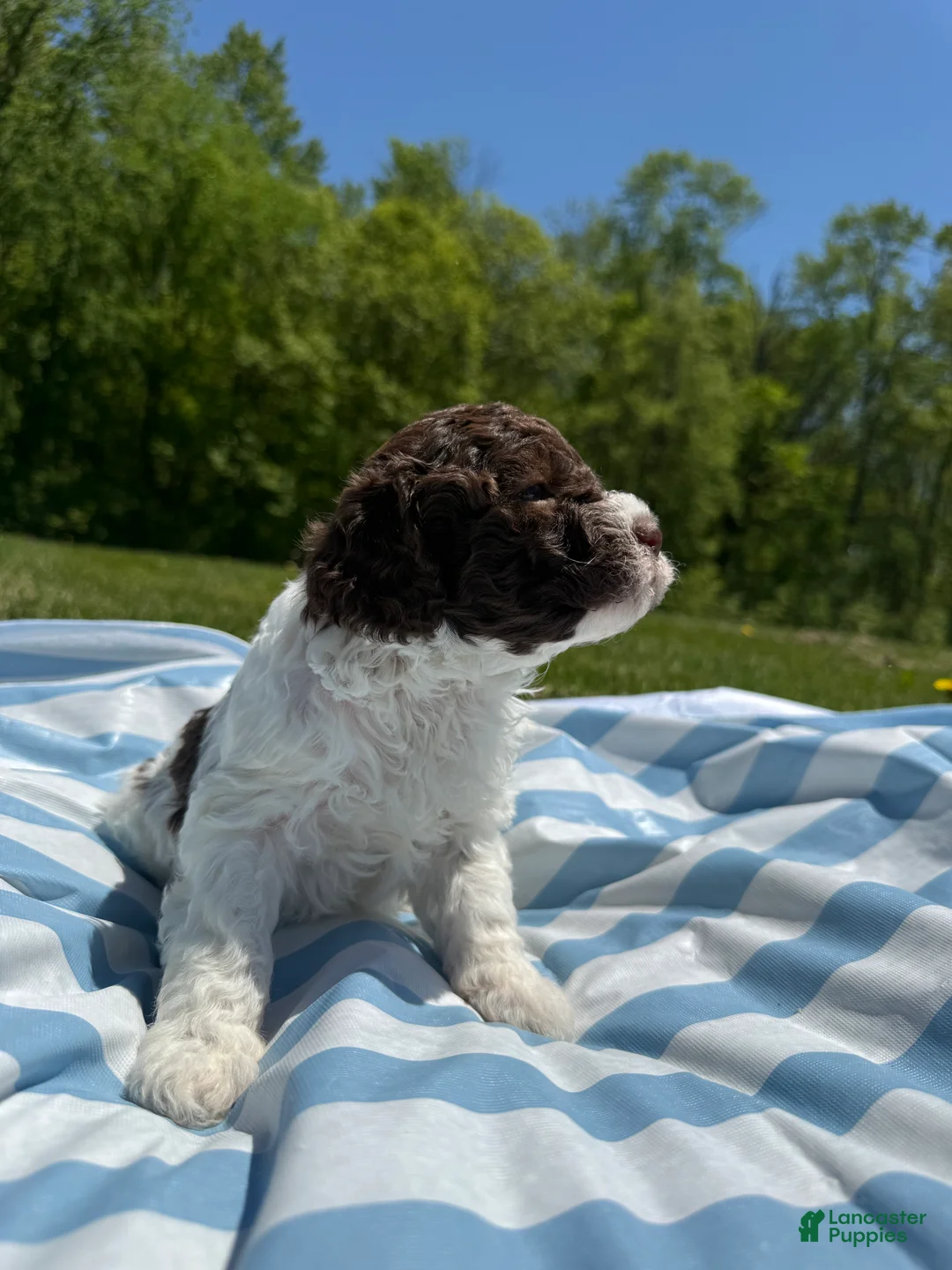 Lagotto Romagnolo dogs for sale: Lagotto Romagnolo Puppy 4 - Ad 2